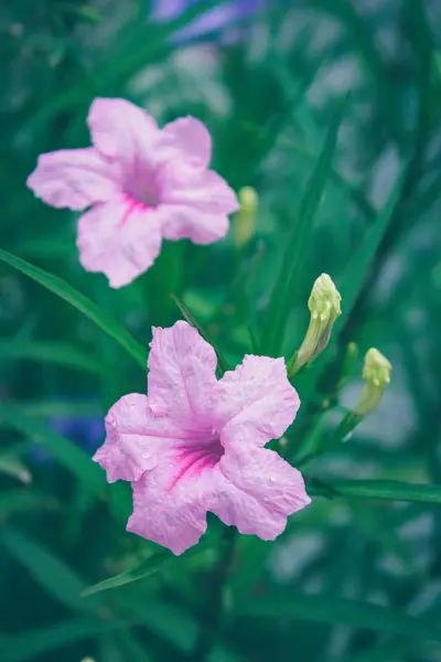 Ruellia Tuberosa Fleur Dans Jardin — Photo