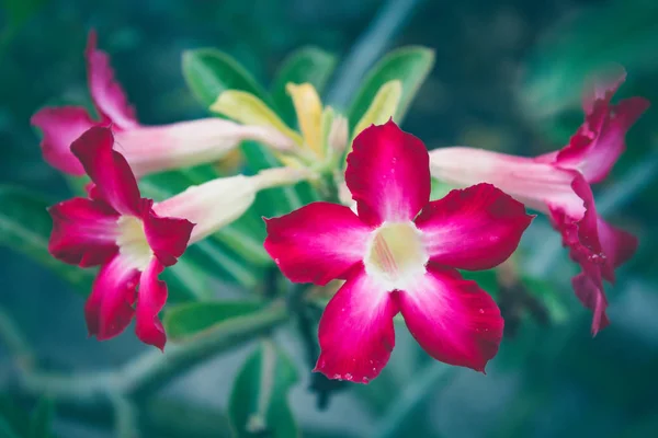 Belles Fleurs Rouges Azalée Fraîches Dans Jardin — Photo