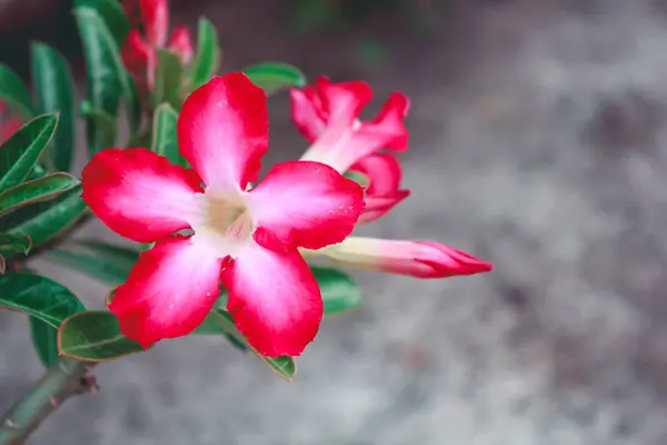Mooie Verse Rode Azalea Bloemen Tuin — Stockfoto