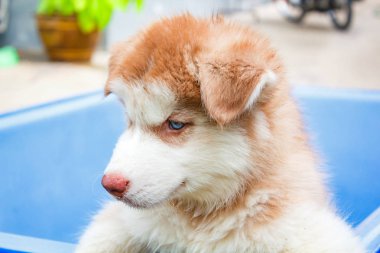Şirin köpek yavrusu Sibirya husky, küvette duran küçük köpek yavrusu köpek.