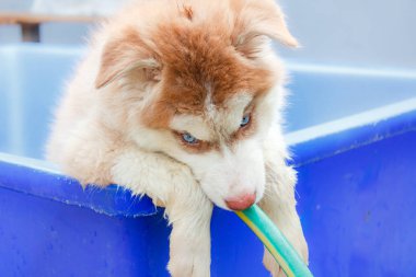 Şirin köpek yavrusu Sibirya husky, küvette duran küçük köpek yavrusu köpek.