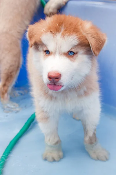 Cute Puppy Siberian Husky Little Puppy Dog Standing Bathtub — Stock Photo, Image