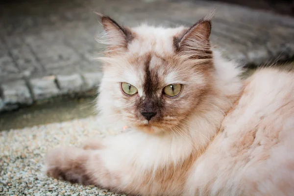 Kočky Perské Krásné Zvíře Zahradě — Stock fotografie