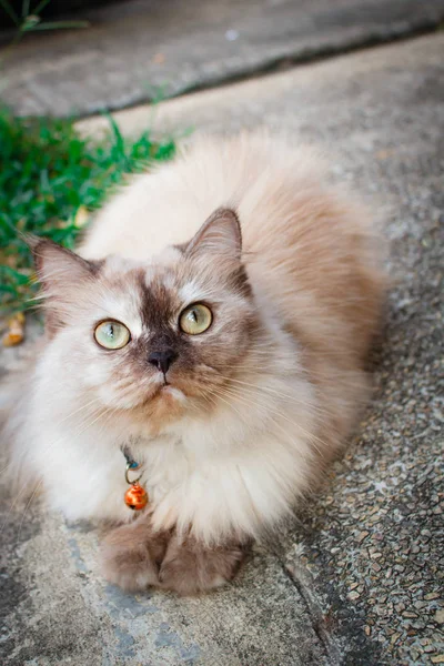 Cat Persian, lovely animal in the garden.