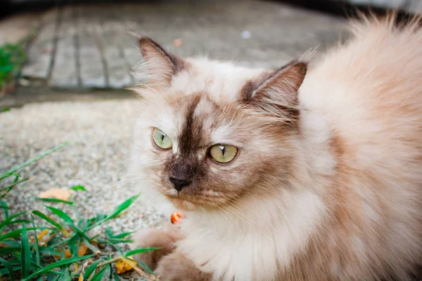 猫波斯 可爱的动物在花园里 — 图库照片