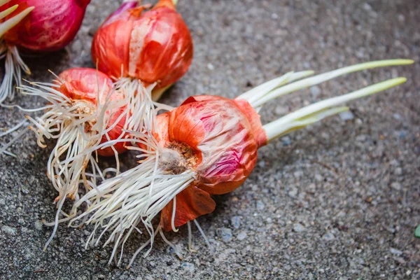 Groeiende Plant Met Ondergrondse Wortel — Stockfoto