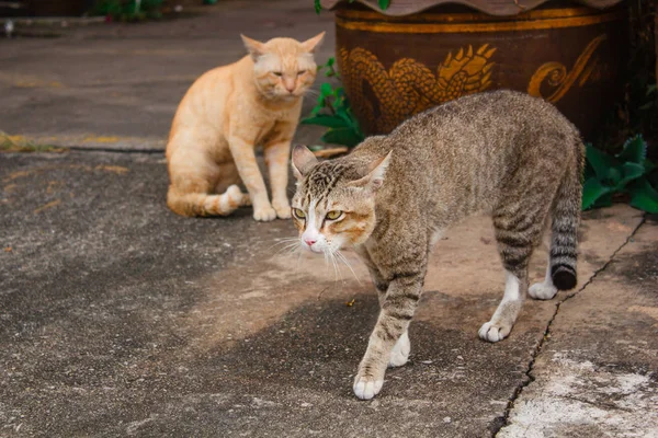 可爱的猫 可爱的动物在户外 — 图库照片