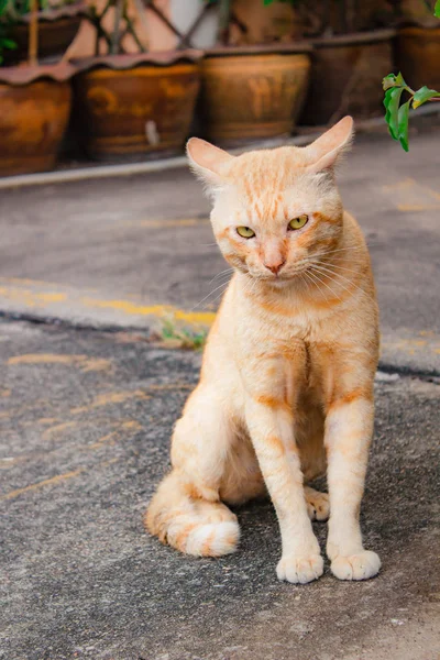 可爱的猫在户外 — 图库照片