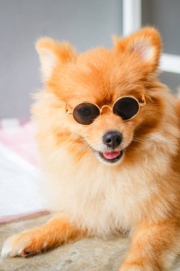 Pomeranya köpeği gülüşü çok tatlı, güzel Pomeranya köpeği.