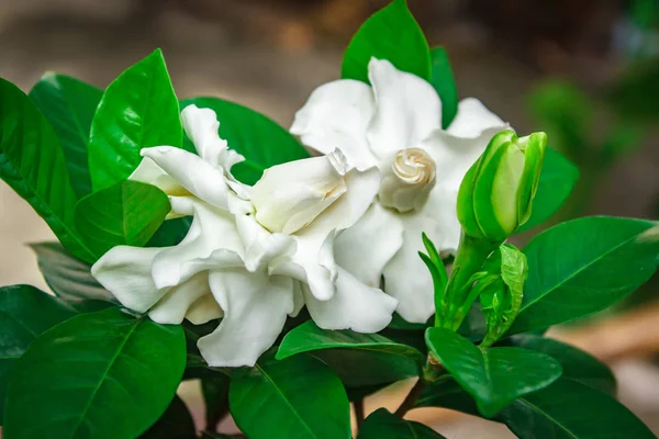 Vacker Vit Gardenia Gren Träd — Stockfoto