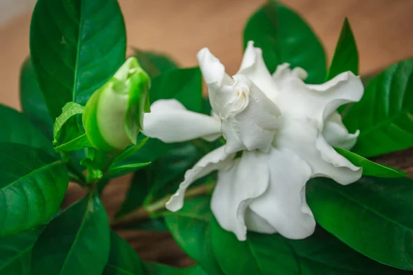 Vacker Vit Gardenia Gren Träd — Stockfoto