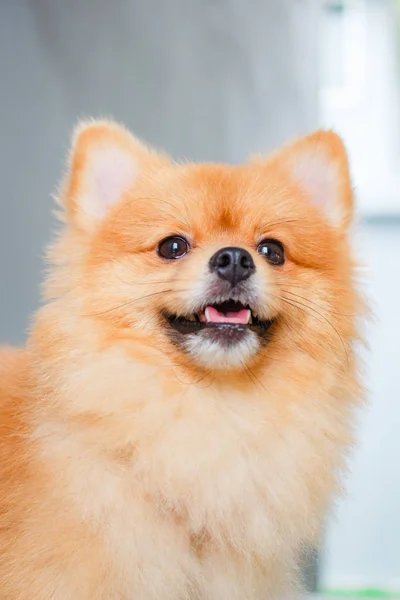 포메라니안 귀엽고 아름다운 포메라니안 개처럼 웃는다 — 스톡 사진