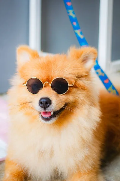 포메라니안 귀엽고 아름다운 포메라니안 개처럼 웃는다 — 스톡 사진