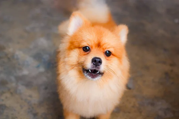 Pomeranya Köpeği Gülüşü Çok Tatlı Güzel Pomeranya Köpeği — Stok fotoğraf