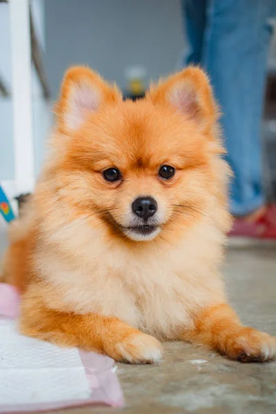 Pomeranian Cão Sorriso Tão Bonito Belo Cão Pomeranian — Fotografia de Stock