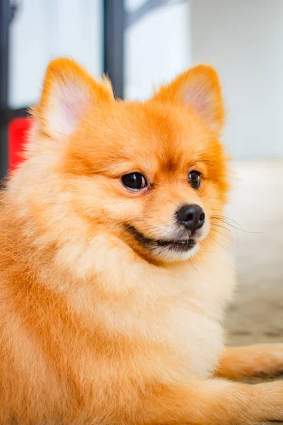 Pomeranya Köpeği Gülüşü Çok Tatlı Güzel Pomeranya Köpeği — Stok fotoğraf