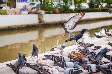pegions veya güvercin şehir yerleşim, pegions barış, Tayland sembolüdür.