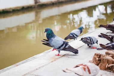pegions veya güvercin şehir yerleşim, pegions barış, Tayland sembolüdür.