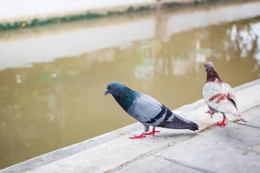 pegions veya güvercin şehir yerleşim, pegions barış, Tayland sembolüdür.
