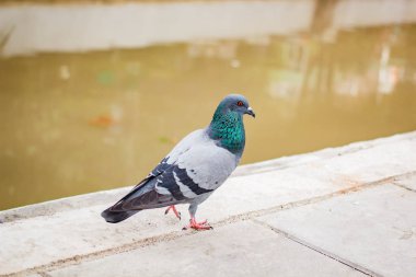 pegions veya güvercin şehir yerleşim, pegions barış, Tayland sembolüdür.
