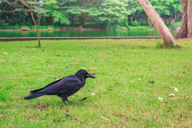 Siyah leş kargası (Corvus corone) gıda Park'ta arıyorsunuz.