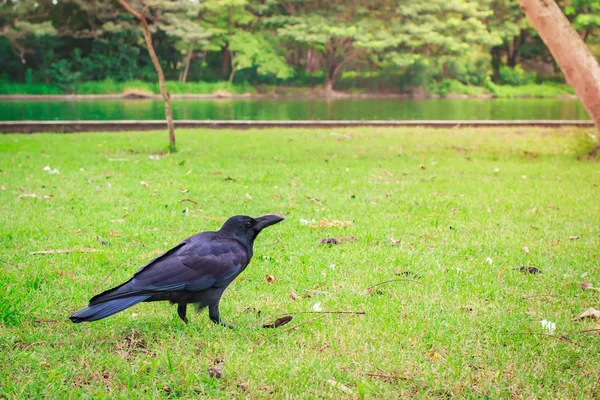 Svart Kråka Corvus Corone Letar Efter Mat Park — Stockfoto