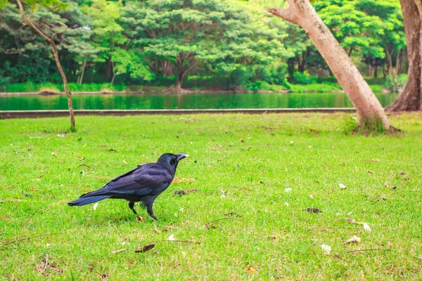Schwarze Aaskrähe Corvus Corone Auf Nahrungssuche Park — Stockfoto