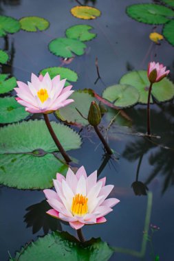 Güzel pembe lotus çiçeği ile Tayland yaprak yeşil.