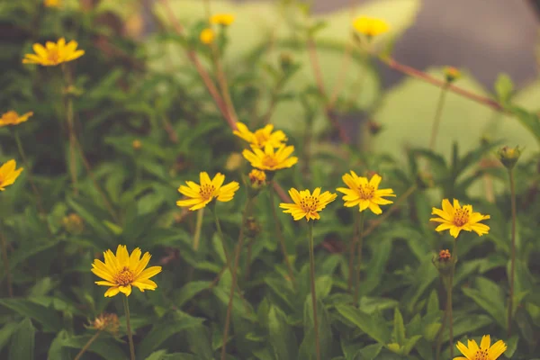 Цветы Желтой Дамы Маленькая Желтая Звезда Таиланде — стоковое фото