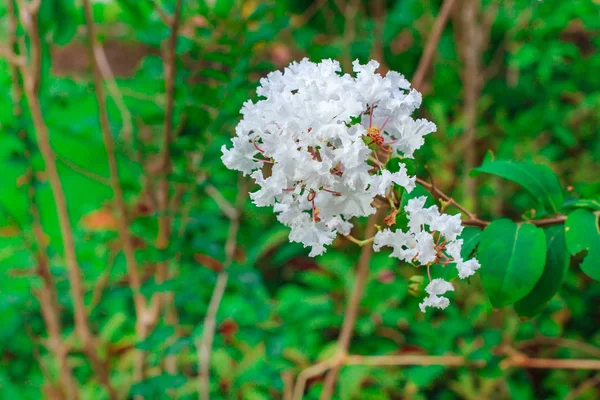 Саду Цветет Клен Миртл Lagroroemia Indica — стоковое фото