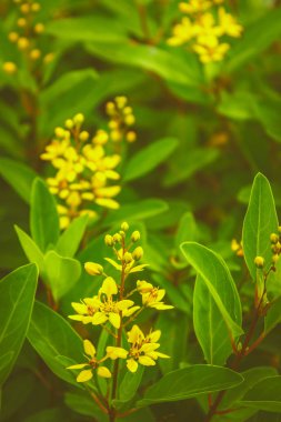 Thryallis glauca, Galphimia, altın duş, sarı çiçek parkta.