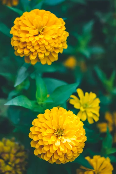 Цветок Желтой Фабнии Красивый Цветок Желтой Фабнии Парке — стоковое фото