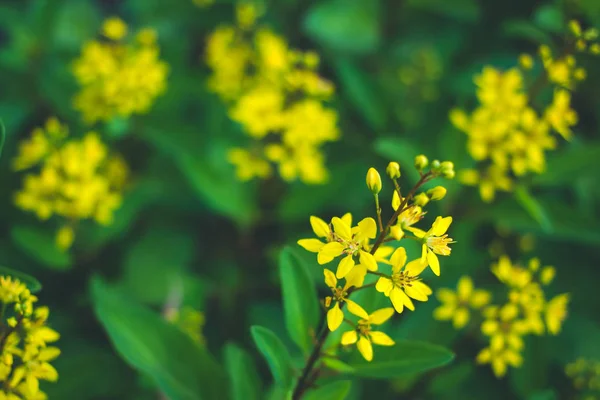 Thryallis Glauca Galphimia Złoty Prysznic Żółte Kwiaty Parku — Zdjęcie stockowe