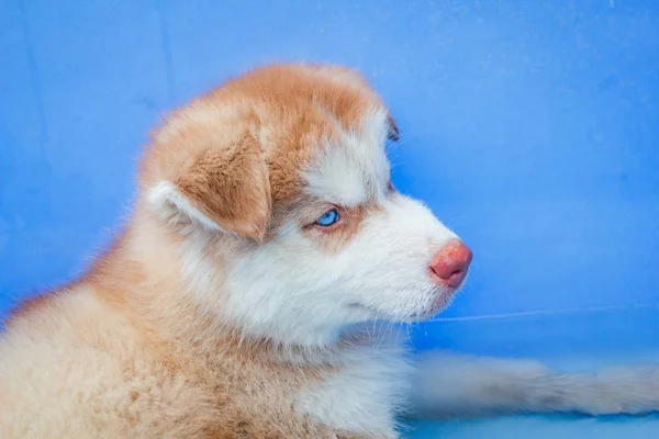 Söpö Pentu Siperialainen Husky Pieni Pentu Koira Seisoo Kylpyammeessa — kuvapankkivalokuva