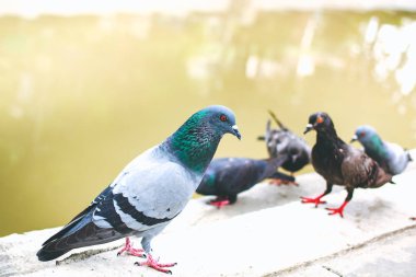 pegions veya güvercin şehir yerleşim, pegions barış, Tayland sembolüdür.