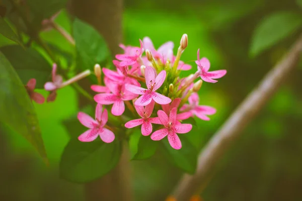 Americká Krása Květina Růžová Ruspolia Brunátný Rose — Stock fotografie