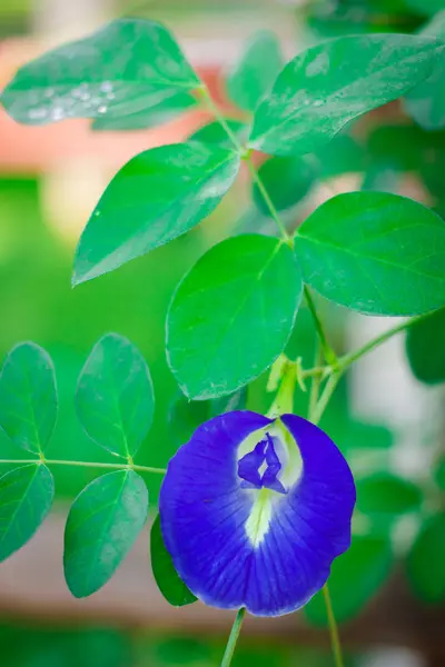 Butterfly Pea Květina Léčivé Bylinky Léčbě Onemocnění — Stock fotografie