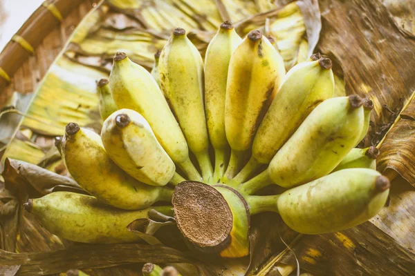 바나나의 Pisang Awak 바나나 — 스톡 사진