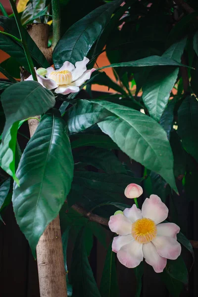Gustavia Gracillima White Gustavia White Lotus Flower Home — Stock Photo, Image