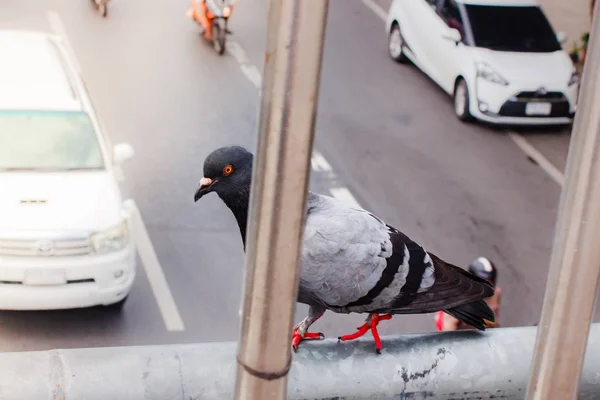 Pegions Doves Inhabited City Pegions Symbol Peace Thailand — Stock Photo, Image