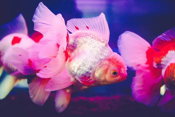 ガラス キャビネット 最も普及したペットの つの金魚は金魚 ロイヤリティフリーのストック画像