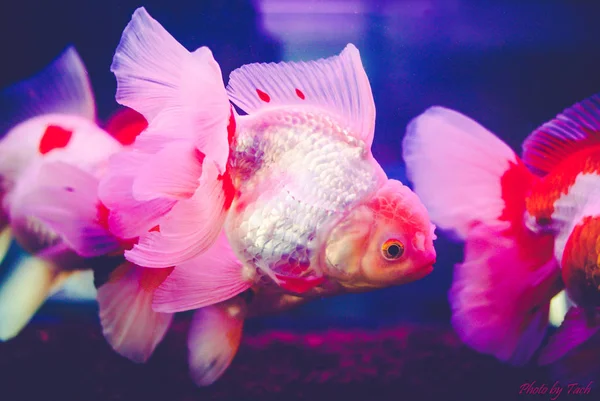 ガラス キャビネット 最も普及したペットの つの金魚は金魚 ストック画像