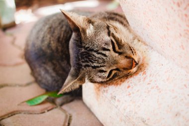 Tay kedi, güzel hayvan evde Tayland.