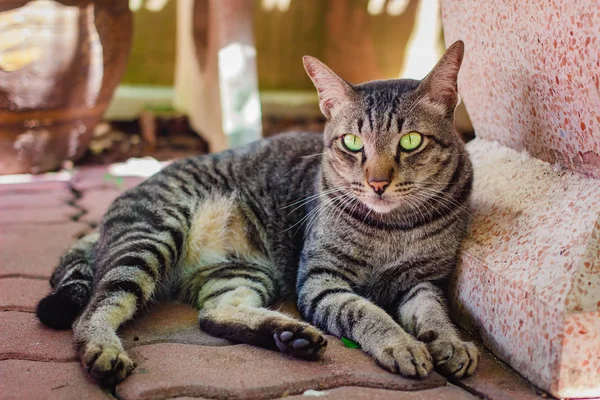 Thajská Kočka Krásné Zvíře Doma Thajsku — Stock fotografie