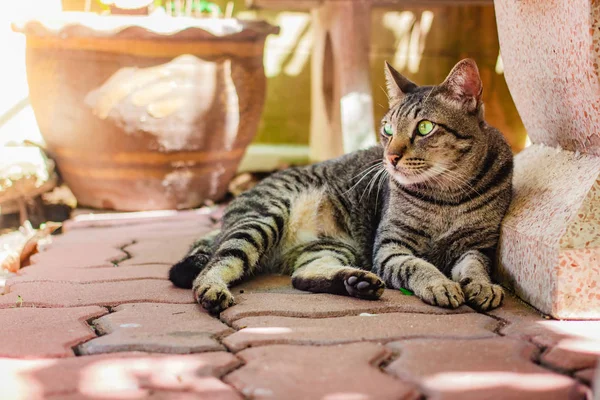 Thailändsk Katt Härliga Djur Hemma Thailand — Stockfoto