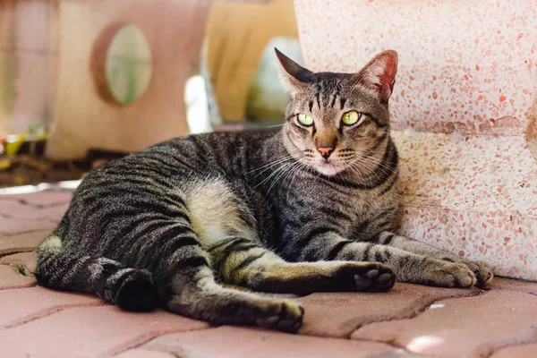 Gato Tailandés Encantador Animal Casa Tailandia — Foto de Stock