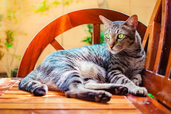 Thailändsk Katt Härliga Djur Hemma Thailand — Stockfoto