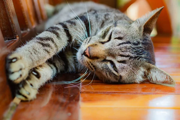 Gato Tailandés Encantador Animal Casa Tailandia — Foto de Stock