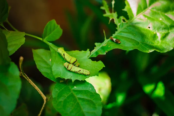 毛毛虫 公园里的大绿虫 — 图库照片