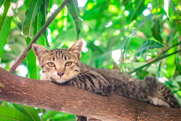 可爱的选项卡小猫放松在树的顶部. — 图库照片